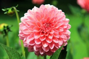 9月の花言葉って？パワーをもらえる6種類を紹介