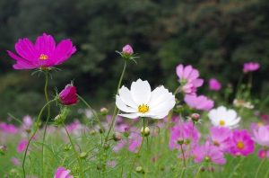 9月の花言葉って？パワーをもらえる6種類を紹介