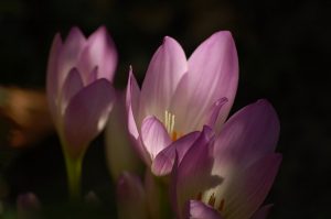 9月の花言葉って？パワーをもらえる6種類を紹介