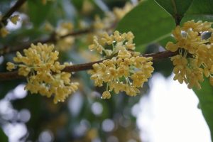 9月の花言葉って？パワーをもらえる6種類を紹介