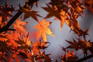 秋にちなんだおまじない、占いで運気を上げよう！