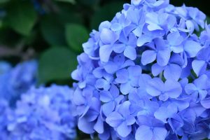 紫陽花の浄化パワーで憂鬱な梅雨を乗り切ろう！6月におすすめのおまじない