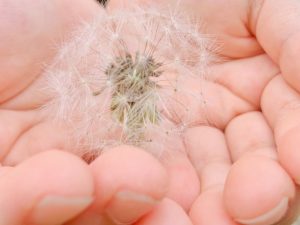 【雑節・二百十日】風を鎮め、風を畏れ、風の時代を生きるための3つの知恵【2021年は8月31日】